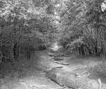Black and White Photos